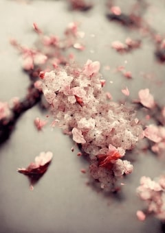 満開の桜、散りゆく恋心